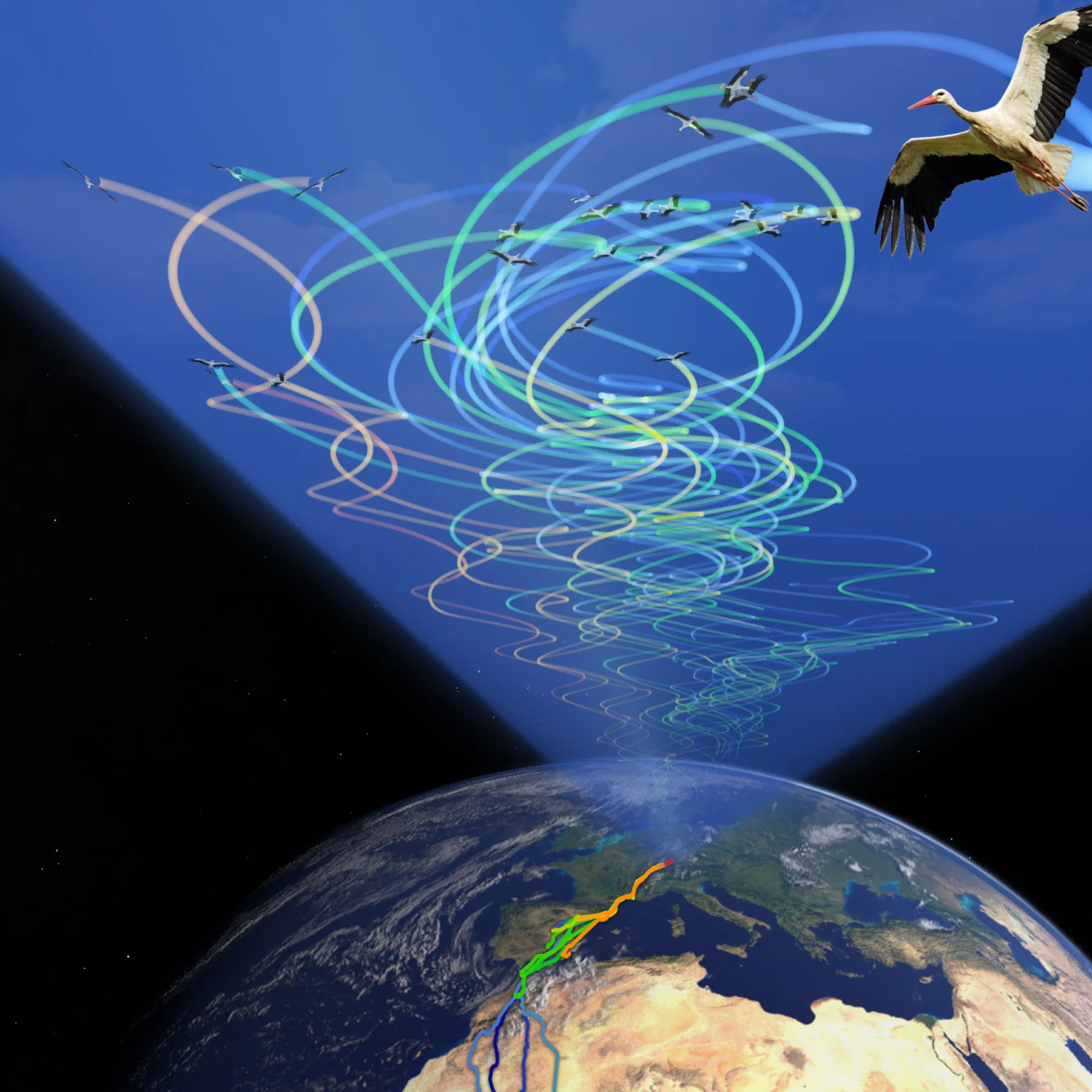 Birds thermal soaring in a flock